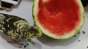 吃瓜鸡,吃瓜鸡带你领略美食界的趣味与智慧