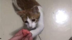 猫吃果瓜糖,揭秘猫吃果瓜糖的趣味瞬间