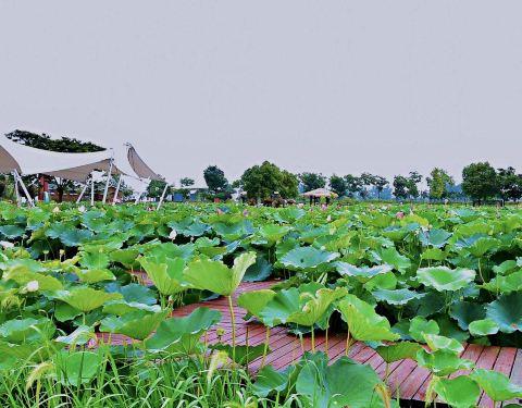 金湖公园吃瓜,清凉一夏,共享瓜果飘香