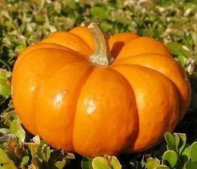 拿起板凳吃瓜,一场别开生面的“吃瓜”盛宴