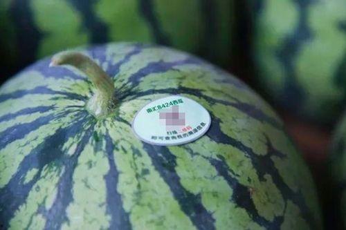 上海南汇吃瓜,夏日吃瓜盛宴,品味瓜香四溢的休闲时光